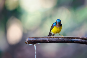 Bird (Brown-throated sunbird) in nature wild