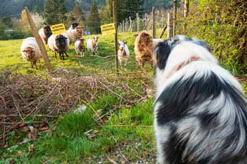Hund und Schafe beobachten sich gegenseitig - Bitte nicht füttern