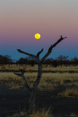 The full moon rise above a dead tree