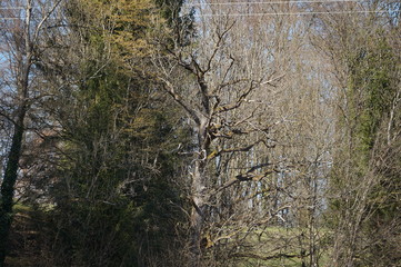 Schöne Lichtung am Langbürgner See