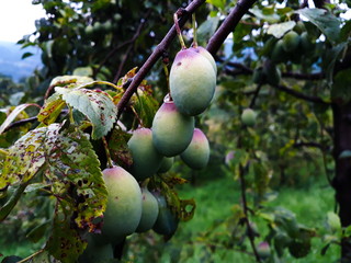 The plum fruit on the branch with the leaves on the tree, just beginning to get blue.