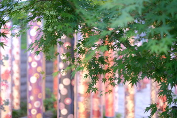 京都　嵐山　キモノフォレストと青もみじ