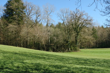 Am Langbürgner See: Schöne Eiche und Hochsitz