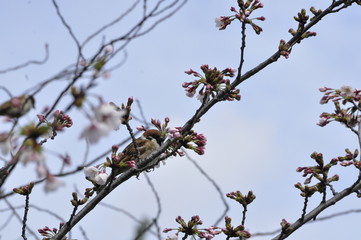 安城公園 蕾と咲き始め桜の木にとまるスズメ