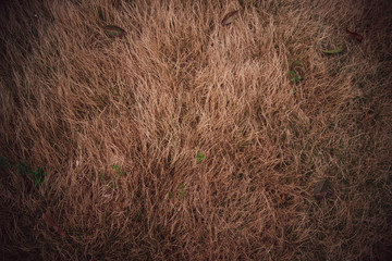 Grass texture background