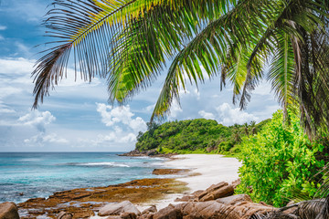 Fototapeta na wymiar Palm tree leaves on tropical beach Police Bay on Mahe Island, Seychelles