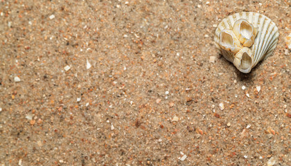 seashells in the sand, natural sand texture, macro