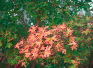 Flowers and plants in the garden