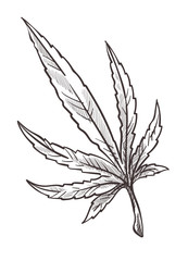 Cannabis plant branch, marijuana or sativa monochrome sketch