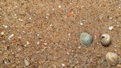 seashells in the sand, natural sand texture, macro