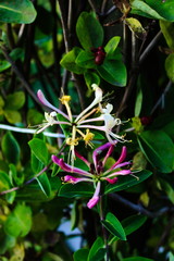 Honeysuckle flower. Close up of honeysuckle flowers (Lonicera periclymenum) against a green leaf...