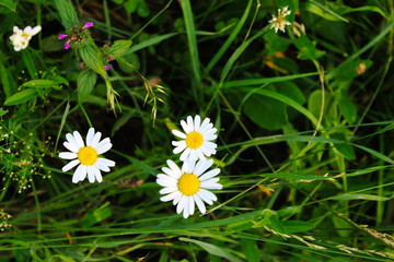 Closeup of the small white daisy flowers with grass background. Three.