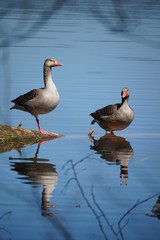 Zwei Gänse am Langbürgner See