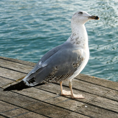 seagull next to the sea in Barcelona