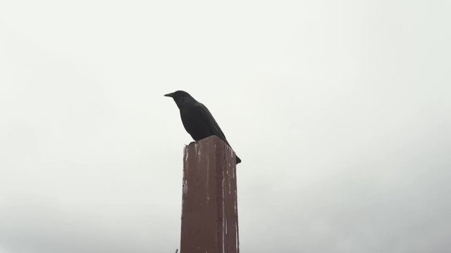 Black crow flying away. Handheld shot of a crow perched on a wooden beam crowing then flying out of the shot in the end. Blackbird.