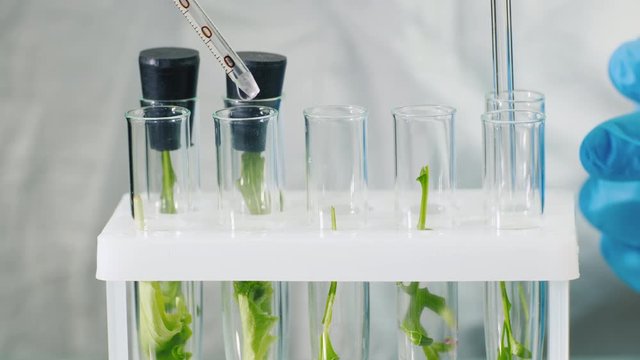 Macroshooting of test tubes with plants, they add the drug. Genetic modifications concept