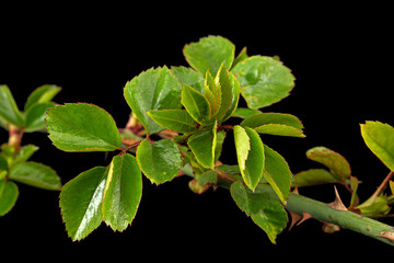 Twig of rose with young green leaves and thorns, isolated on black background