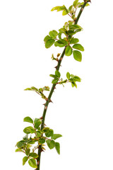 Twig of rose with young green leaves and thorns, isolated on white background