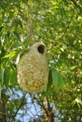 Eurasian penduline tit or European penduline tit (Remiz pendulinus) nest hanging on green willow tree, blurry leaves background