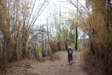Fototapeta premium Women standing in the bamboo forest in Phu Kradueng National Park, Loei, Thailand