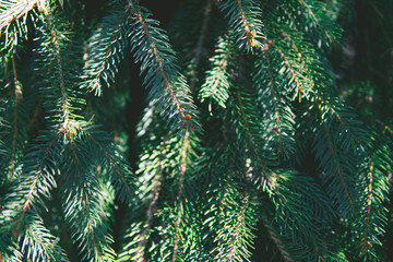 Young blue fir-tree branch needles in sunny day with shadows. Beautiful  background. Close up view, selective focus.