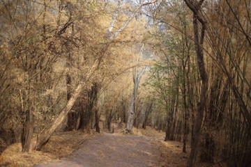 Obraz premium Bamboo forest in winter at Phu Kradueng National Park, Loei, Thailand