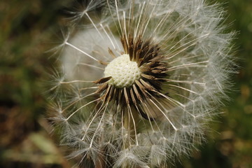 Pusteblume im Detail, Natur, Makro, Nahaufnahme, Frühling, weiß, braun, grün