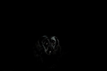 Black dog shining in dark room