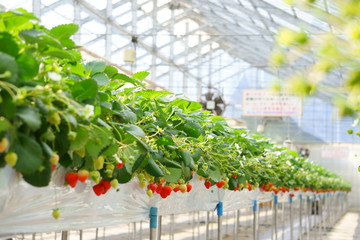 高設栽培、清潔なハウスの中でいちご狩り体験