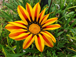 Orange flower Gazania rigens on the background of grass.