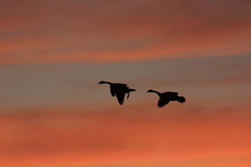 birds in flight at sunset in Kansas.