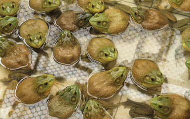 East Asian bullfrog in frog farm.