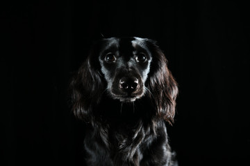 Black dog shining in dark room