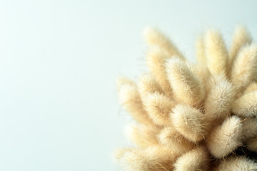 Close-up view of Hare Tail Grass with lighting smooth background.