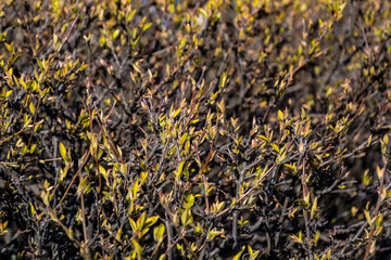 Spring blossoming bushes. Young leaves in the spring.