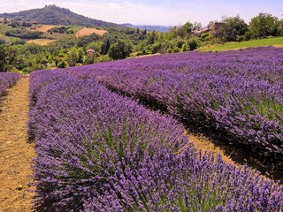 Plakat lavender fields in the hills