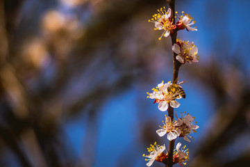 bee diligently works pollinating blooming apricot flowers in spring