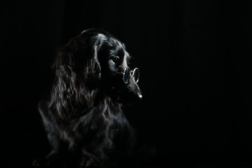 Black dog shining in dark room
