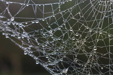 spider web in the morning dew