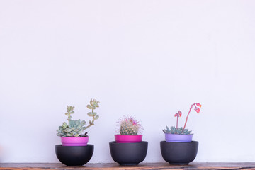Small  succulent ornamental house plants with white wall background
