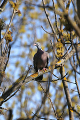 Common wood pigeon sitting on branch