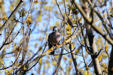 Common wood pigeon sitting on branch
