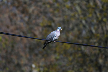 Common wood pigeon sitting on branch