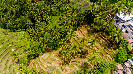 Top view Tegalalang Rice Terrace in Ubud, Bali, Indonesia.