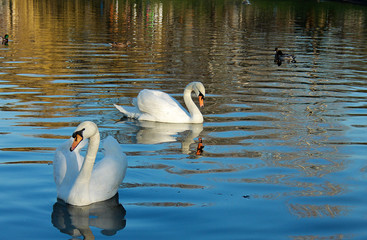 Two beautiful white swans in a park on a lake