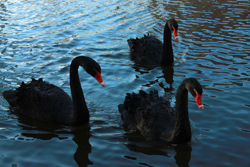 Three beautiful black swans in a park on a lake