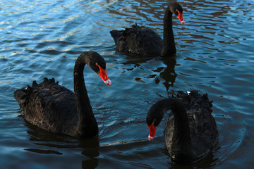 Three beautiful black swans in a park on a lake