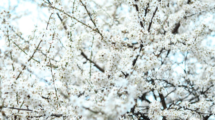 white cherry blossoms in nature