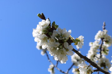 Cerisier en fleur 