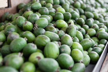 natural market in Georgia, a lot of feijoa lie on the window.